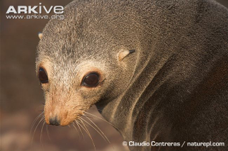 Illustration for article titled Pinnipednesday - Arctocephalus townsendi Edition